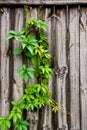 Green leaves of the wild grapes on natural wooden background. Royalty Free Stock Photo