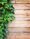 Green leaves of the wild grapes on natural wooden background Royalty Free Stock Photo