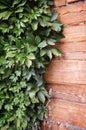 Green leaves of the wild grapes on natural wooden background Royalty Free Stock Photo