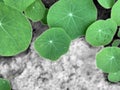Green leaves of a wild plant growing between the stones or rocks in black and white background. Life hope persistence concept Royalty Free Stock Photo
