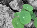 Green leaves of a wild plant growing between the stones or rocks in black and white background. Life hope persistence concept. Royalty Free Stock Photo