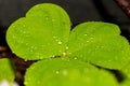 Green leaves of a wild plant Oxalis acetosella wood sorrel or common wood sorrel in drops of water Royalty Free Stock Photo