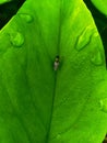 Green leaves of wild plants around the house Royalty Free Stock Photo