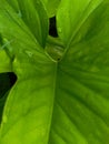 Green leaves of wild plants around the house Royalty Free Stock Photo