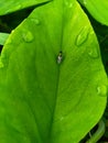 Green leaves of wild plants around the house Royalty Free Stock Photo