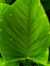 Green leaves of wild plants around the house Royalty Free Stock Photo