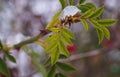 Green leaves of a wild rose bush covered with ice or snow in winter Royalty Free Stock Photo