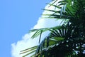 Leaves of a Windmill palm tree against a blue sky with a large cloud Royalty Free Stock Photo