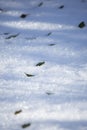 Green Leaves in Winter Precipitation