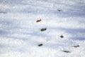 Green Leaves in Winter Precipitation