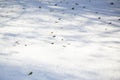 Green Leaves in Winter Precipitation