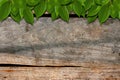 Green leaves on Wood Royalty Free Stock Photo
