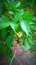 group of bee collecting food from flower of wood - apple tree Royalty Free Stock Photo