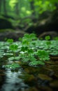 Green leaves of wood sorrel plant growing in shallow stream Royalty Free Stock Photo