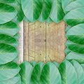 Green leaves on wood wall background Royalty Free Stock Photo