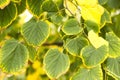 Green leaves with a yellow edge on a branch