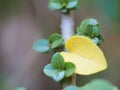 Green leaves and yellow leaves are heart-shaped. Leaves of Bonsai Tree Royalty Free Stock Photo