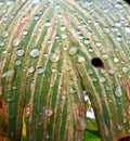 Green leaves with yellow striped texture exposed to raindrops