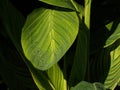 Green Leaves With Yellow Venation