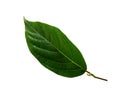 Green leaves of Ylang-Ylang, Cananga odorata