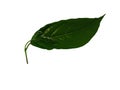 Green leaves of Ylang-Ylang, Cananga odorata