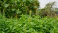 Green leaves young bud and flower of Hoary basil or lemon basil in vegetable backyard rooftop garden on a building