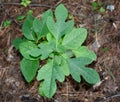 Young sassafras tree