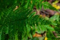 Green leaves of a young fern in spring and early morning under the bright sun Royalty Free Stock Photo