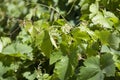 Green leaves of a young flowering grape on a stone wall background Royalty Free Stock Photo