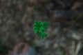 Green leaves of a young maple close up view from above Royalty Free Stock Photo
