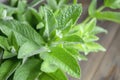 Green leaves of young mint. A young branch of peppermint. Leaves of lemon balm on the background of a wooden table. Royalty Free Stock Photo