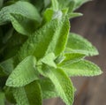 Green leaves of young mint. Leaves of lemon balm on the background of a wooden table. A young branch of peppermint. Royalty Free Stock Photo