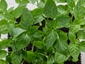 Green leaves of young pepper seedlings closeup. View from top