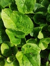 Green leaves of young plant in garden
