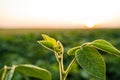 Green leaves of a young green soybean plant on a background of sunset. Agricultural plant during active growth and Royalty Free Stock Photo