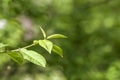 Green leaves of young tree in spring. Beginning of new life in s Royalty Free Stock Photo