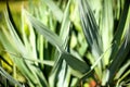 Green leaves of a Yucca plant Royalty Free Stock Photo