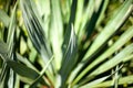 Green leaves of a Yucca plant Royalty Free Stock Photo