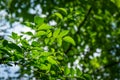 Green leaves of Zanthoxylum americanum or prickly ash. Sichuan pepper in summer garden on blurred green Royalty Free Stock Photo