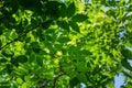Green leaves of Zanthoxylum americanum, prickly ash, toothache tree, yellow wood, suterberry or Sichuan pepper in summer garden Royalty Free Stock Photo