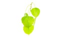 Green leavesPho leaf, bo leaf,bothi leafisolated on white back Royalty Free Stock Photo