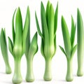 Green leek 3D illustration isolated on white background. Fresh Vegetable