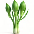 Green leek 3D illustration isolated on white background. Fresh Vegetable