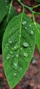 A green left with a rain drops on it nature love Royalty Free Stock Photo