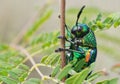 Green-legged metallic beetle Sternocera aequisignata or Jewel beetle or Metallic wood-boring beetle Royalty Free Stock Photo