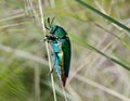 Green-legged metallic beetle Sternocera aequisignata or Jewel beetle or Metallic wood-boring beetle Royalty Free Stock Photo