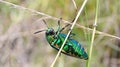 Green-legged metallic beetle Sternocera aequisignata or Jewel beetle or Metallic wood-boring beetle Royalty Free Stock Photo