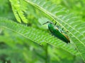 Green-legged metallic or Jewel beetle on leaf tree plamt