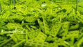 Green Lego blocks, plastic construction toy, manufactured by The Lego Group based in Denmark