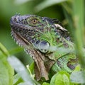 Green leguaan Costa rica Royalty Free Stock Photo